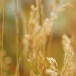 基礎断熱とシロアリの関係～被害と対策について～