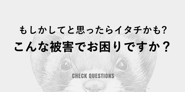 もしかしてと思ったらイタチかも？こんな被害でお困りですか？