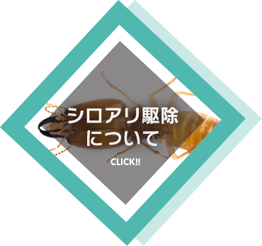 シロアリ駆除について