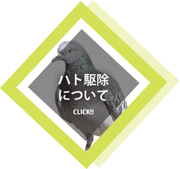 ハト駆除について