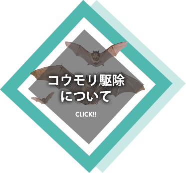 コウモリ駆除について