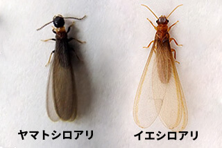 ヤマトシロアリ・イエシロアリを見分ける3つの方法 | 熊本 佐賀のシロアリ駆除・害獣駆除ならプログラントへ