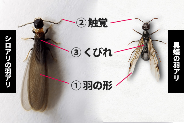 シロアリの羽アリか黒蟻の羽アリか判別する３つのポイント ①羽のかたち ②触覚 ③くびれをチェック