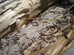 ヤマトシロアリの羽ありの大量発生写真