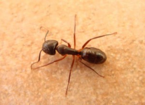 黒蟻
