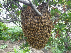 ミツバチ巣1