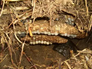 オオスズメバチの巣