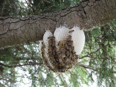 ミツバチ巣