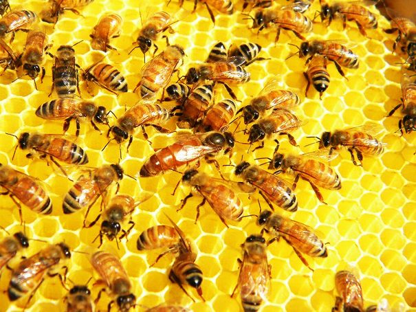 ミツバチ　ハチミツ
