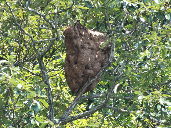 ツマアカスズメバチの巣