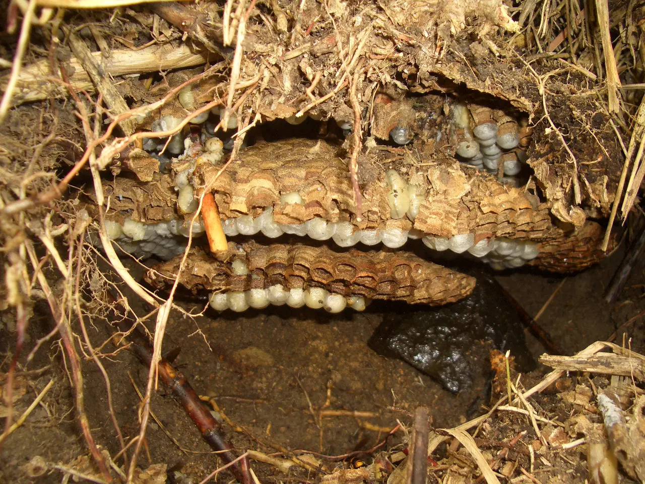 オオスズメバチ巣