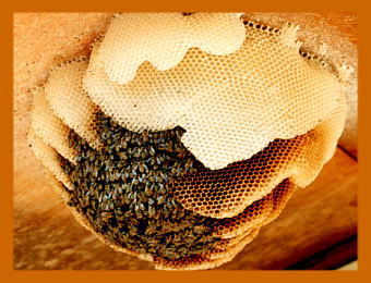 ニホンミツバチの巣