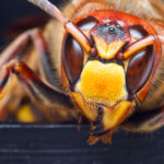【必見！】危険で獰猛なスズメバチの生態及び特徴と発見時の注意点