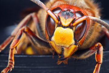 スズメバチの顔