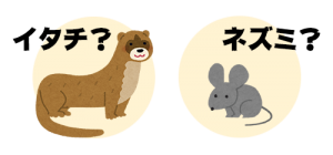 イタチ？それともネズミ？