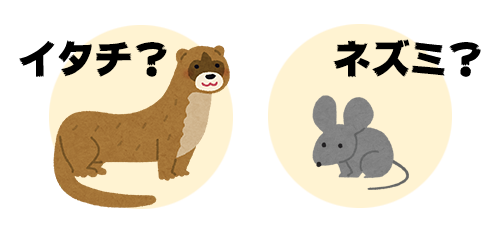 イタチ？それともネズミ？