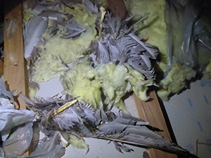 イタチが持ち込んだ鳩の惨状
