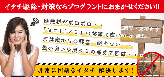 イタチ駆除・対策サービスならプログラントにお任せください！