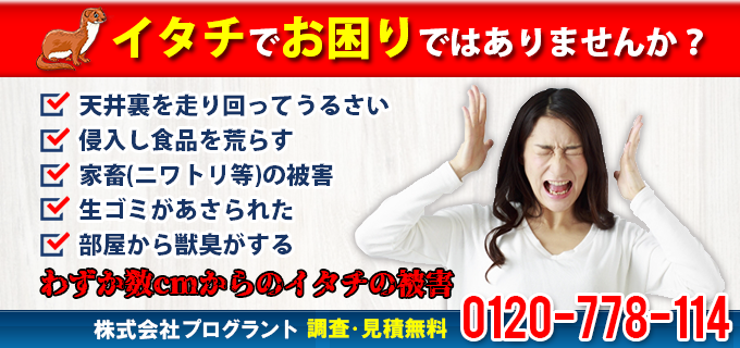 イタチでお困りではありませんか？天井裏を走り回ってうるさい。侵入し食品を荒らす。家畜の被害。生ゴミが漁られた。断熱材がボロボロ。