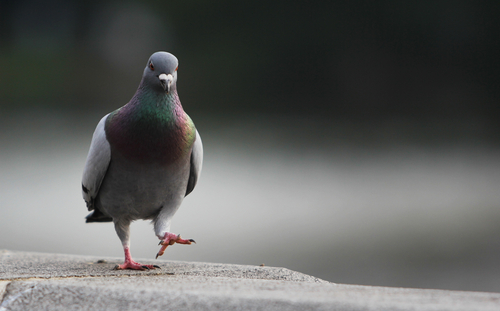 鳩の写真