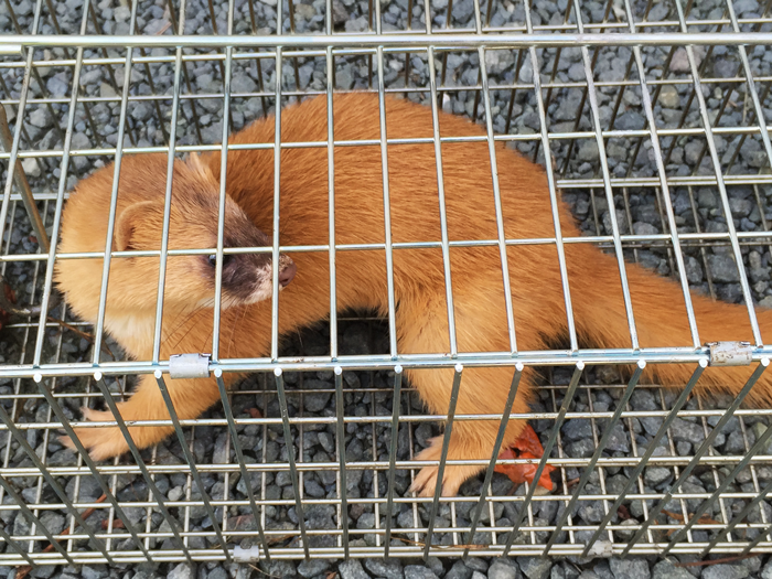 捕獲器に捕まったイタチ（チョウセンイタチ）