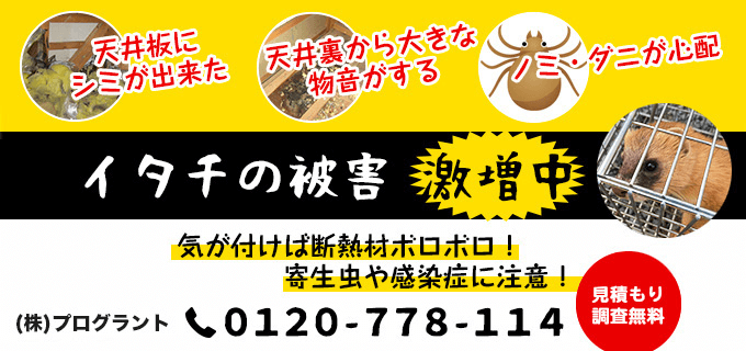 イタチの被害 激増中！気がつけば断熱材ボロボロ！寄生虫や感染症に注意！