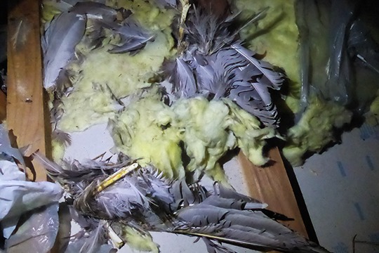 イタチが屋根裏に持ち込んだハトの死骸