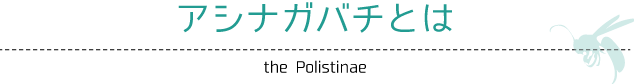 アシナガバチとは