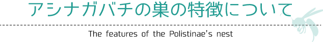 アシナガバチの巣の特徴について