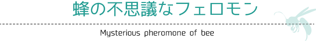 蜂の不思議なフェロモン