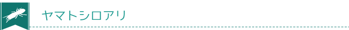 ヤマトシロアリ