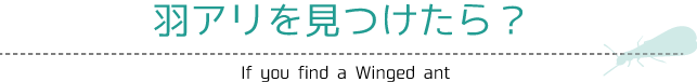 羽アリを見つけたら？