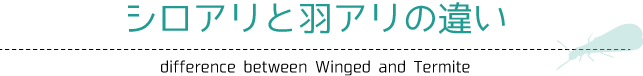 シロアリと羽アリの違い