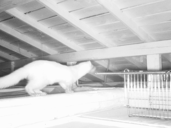 トレイルカメラに映るイタチ