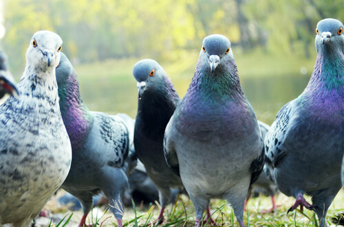 鳩！ハト！はと！