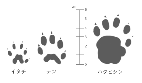 足跡比べ（イタチ・テン・ハクビシン）