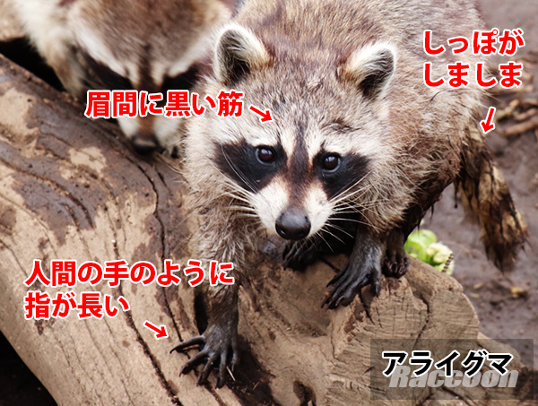 アライグマの特徴