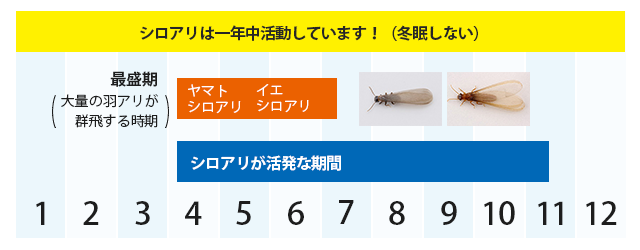 熊本県のシロアリカレンダー