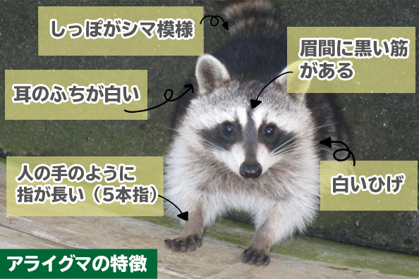 アライグマの特徴