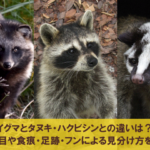 熊本県 アライグマによる被害増加！食痕や足跡による見分け方とは