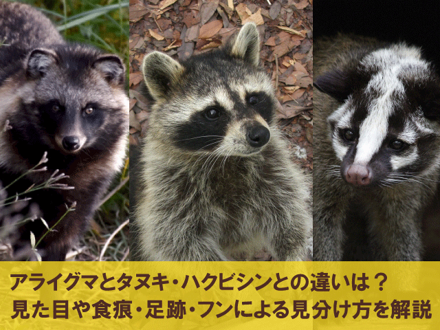 アライグマとタヌキ・ハクビシンとの違いは？