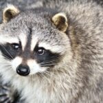 【専門家監修】アライグマを見つけたらどこに相談すべき？
