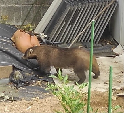 家屋に侵入するアナグマ