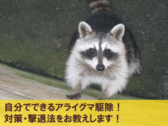 自分でできるアライグマ駆除！対策・撃退法をお教えします！