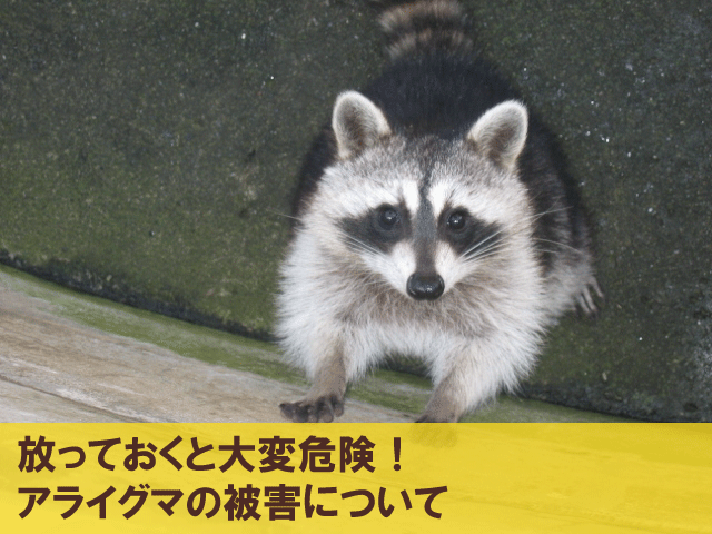 放っておくと大変危険！アライグマの被害について