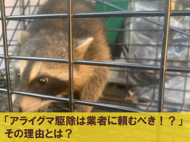 「アライグマ駆除は業者に頼むべき！？」その理由とは？