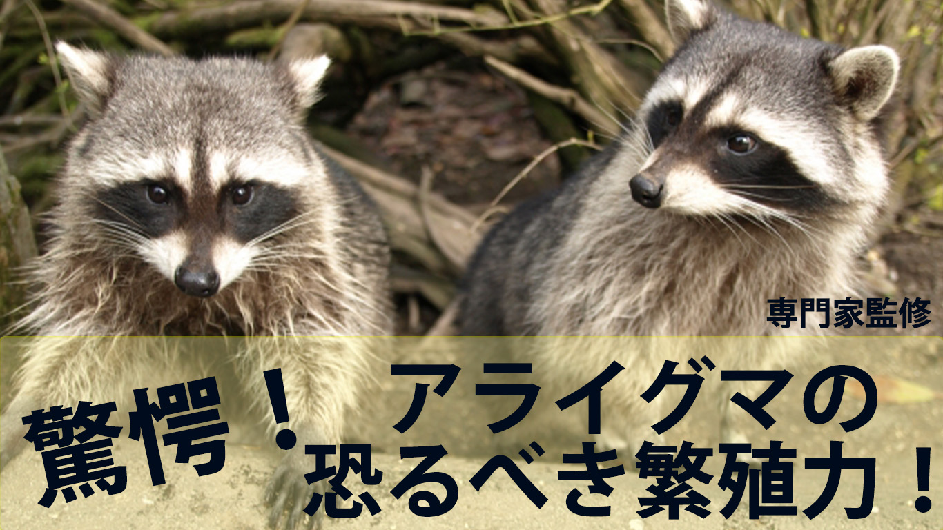 知っておくべきアライグマの繁殖力を専門家が解説！