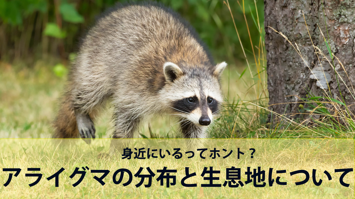 身近にいるってホント？アライグマの分布と生息地について