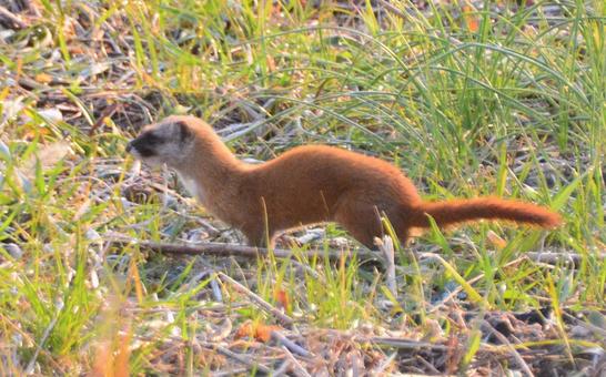 【保存版】害獣が発生し増加し続ける原因とは？