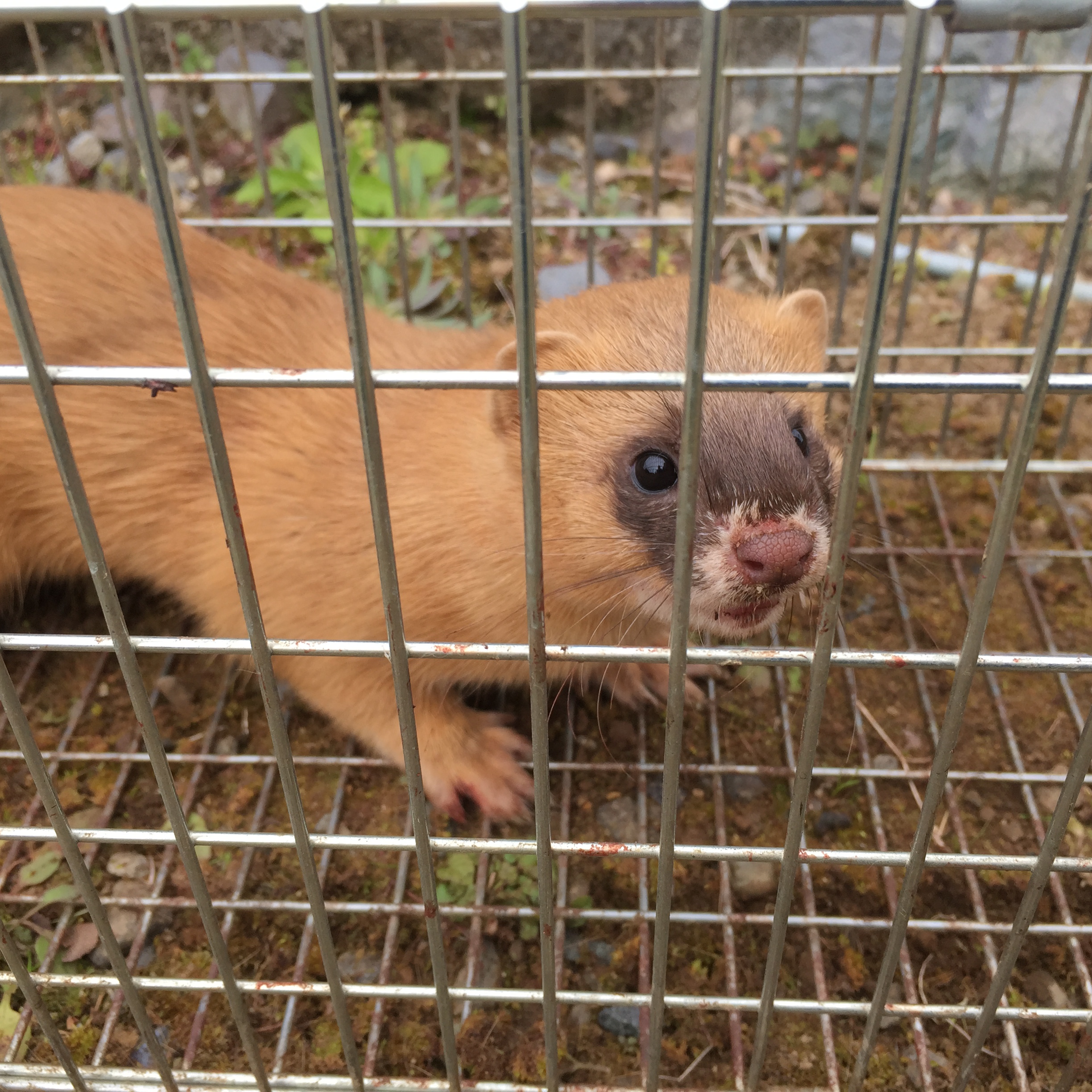 イタチ　罠　捕獲